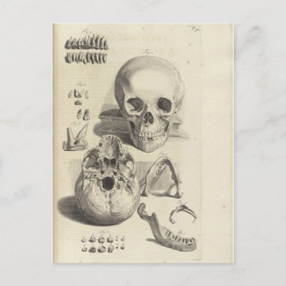 Cartão Postal Vintage Skulls