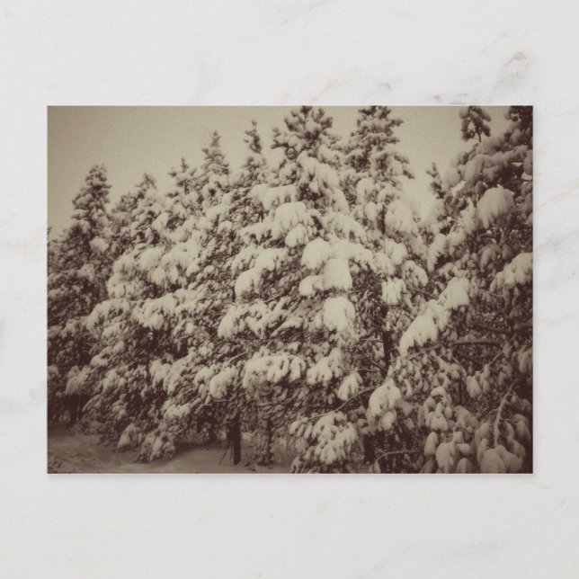 Cartão Postal Vintage Snowscape, Conifer, CO (Frente)