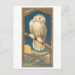 Cartão postal Vintage Snowy Owl Allen & Ginter