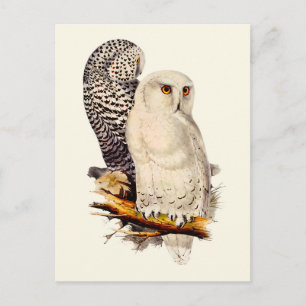 Cartão Postal Vintage Snowy Owl Drawing