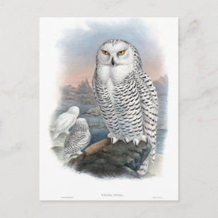 Cartão Postal Vintage Snowy Owl Gould