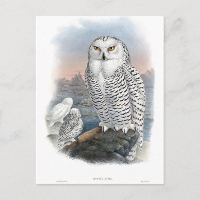Cartão Postal Vintage Snowy Owl Gould (Frente)