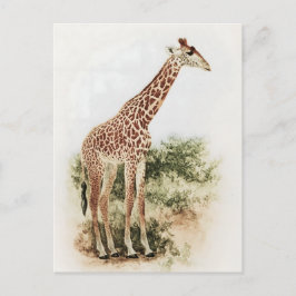 Cartão Postal Vintage South African Giraffe Meadow