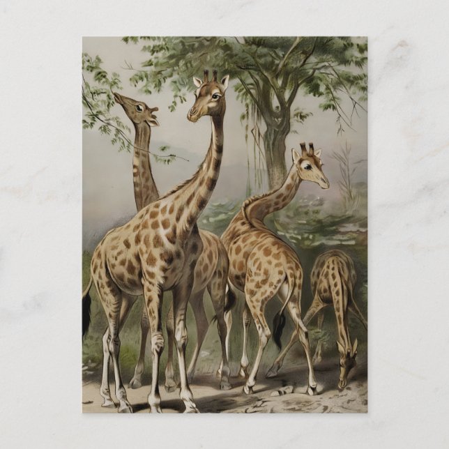 Cartão Postal Vintage South African Giraffes (Frente)