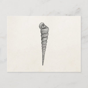 Cartão Postal Vintage Spiral Seashell - Pergaminho Antiguo