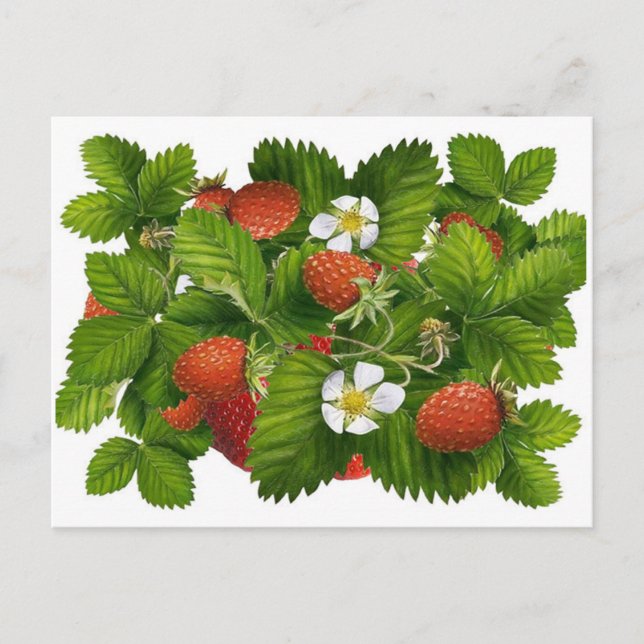 Cartão Postal Vintage Strawberry Plant (Frente)