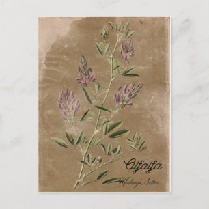 Cartão Postal Vintage Style Alfalfa Plant