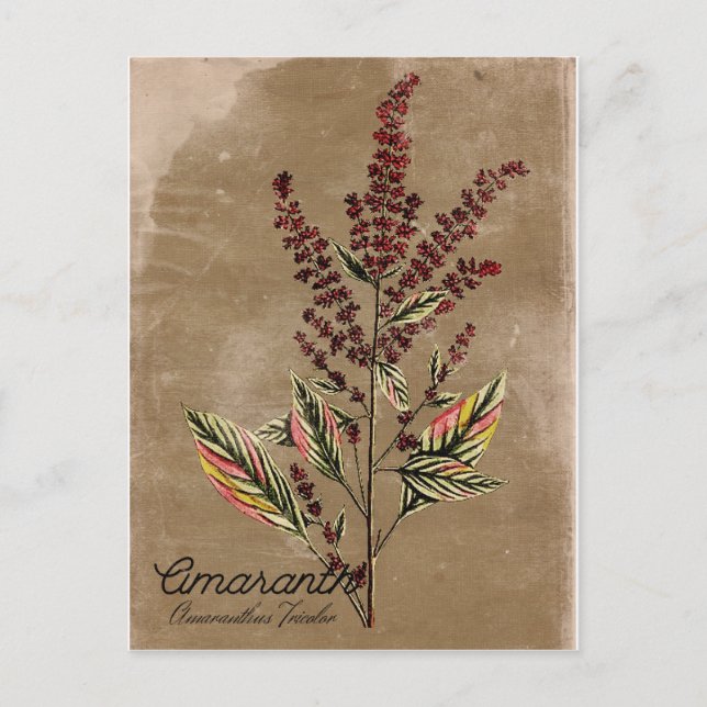 Cartão Postal Vintage Style Amaranth Plant (Frente)