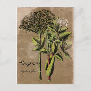 Cartão Postal Vintage Style Angelica Plant
