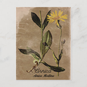 Cartão Postal Vintage Style Arnica Flower