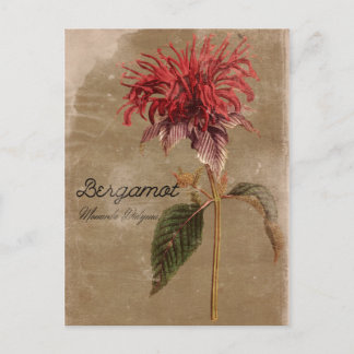 Cartão Postal Vintage Style Bergamot Plant Flower