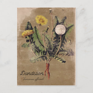 Cartão Postal Vintage Style DandelionFlower - Placa Postada