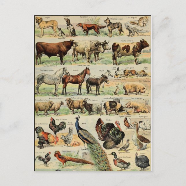 Cartão Postal Vintage Style Farm Animais (Frente)