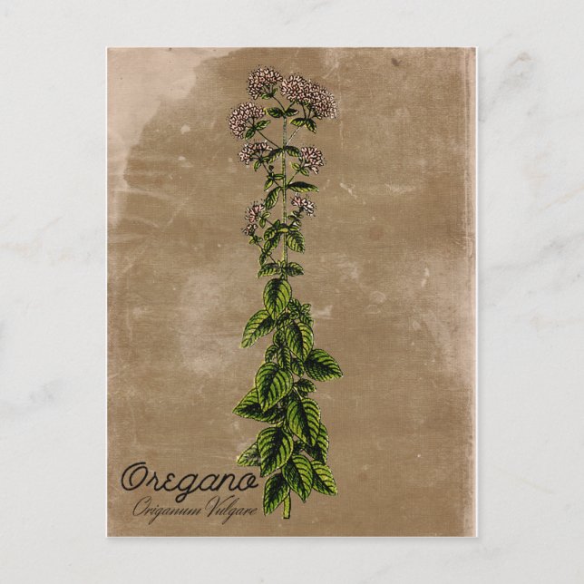 Cartão postal Vintage Style Orégano (Frente)