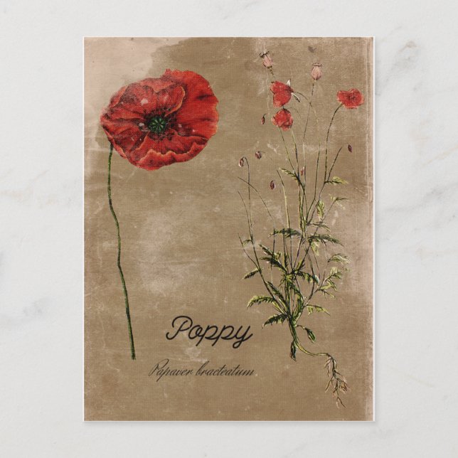 Cartão Postal Vintage Style Poppy Flower Postar Card (Frente)