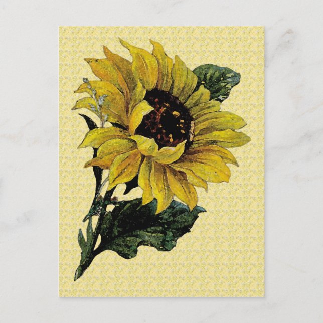 Cartão Postal Vintage Sunflower (Frente)