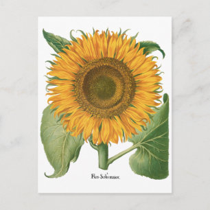 Cartão Postal Vintage Sunflower Flower por Basilius Besler
