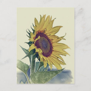 Cartão Postal Vintage Sunflower Original Shabby Old School Look