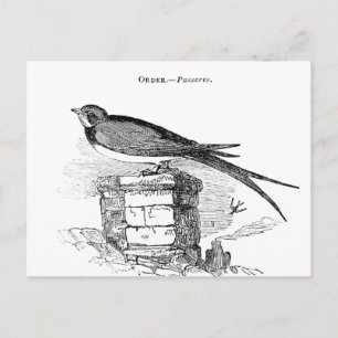 Cartão Postal Vintage swallow bird