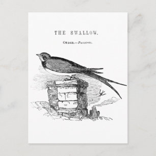 Cartão Postal Vintage swallow bird