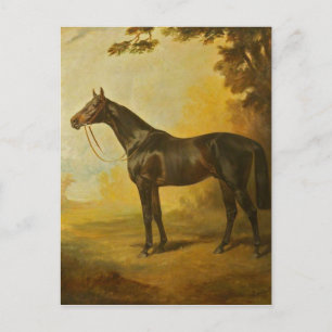 Cartão Postal Vintage Thoraloged Horse