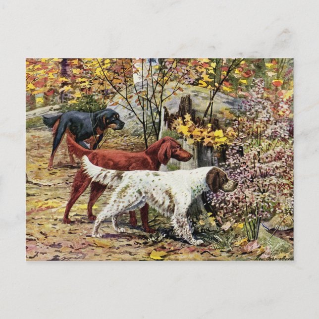 Cartão Postal Vintage Three Irish Setters (Frente)