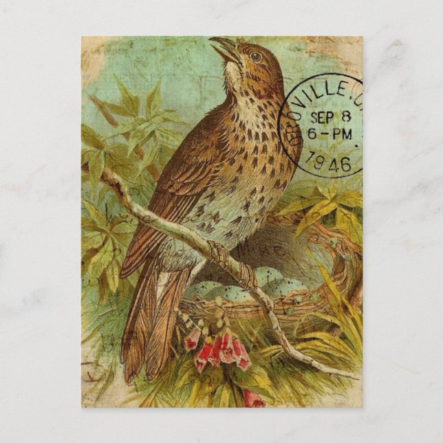 Cartão Postal Vintage Thrush (Frente)