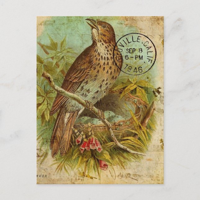 Cartão Postal Vintage Thrush Bird (Frente)