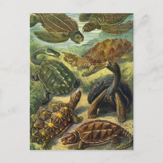 Cartão Postal Vintage Tortoises and Sea Turtles por Ernst Haecke