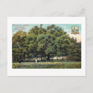 Cartão postal Vintage Treaty Oak Jacksonville Flo