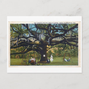 Cartão postal Vintage Treaty Oak Jacksonville Flor
