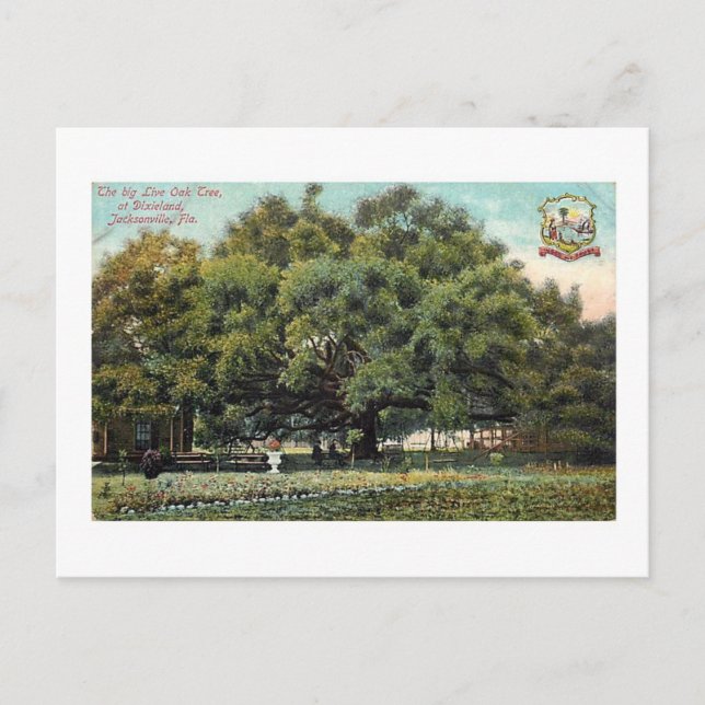 Cartão postal Vintage Treaty Oak Jacksonville Flor (Frente)
