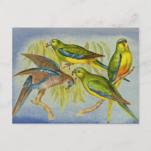 Cartão Postal Vintage Turquoise Parrot