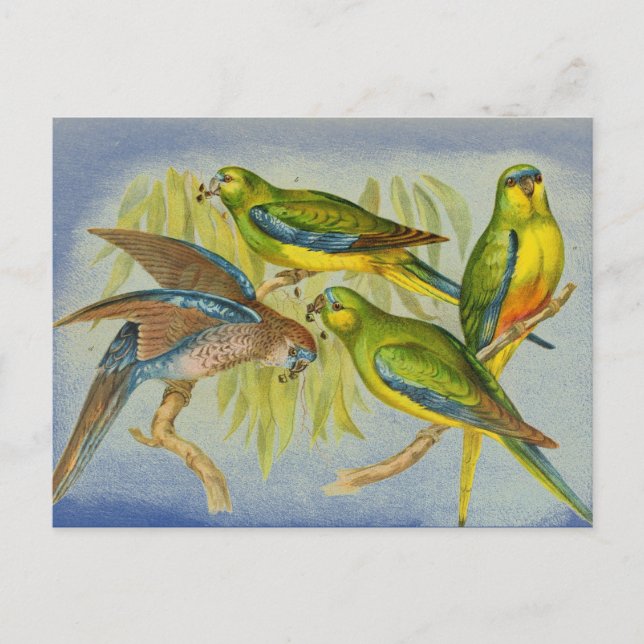 Cartão Postal Vintage Turquoise Parrot (Frente)
