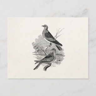 Cartão Postal Vintage Turtle Doves Pássaros Personalizados Pássa