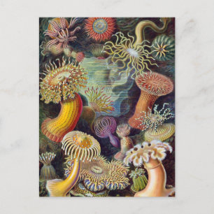 Cartão Postal Vintage Underwater Sea Anemones por Ernst Haeckel