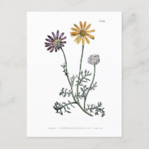 Vintage Ursinia Antemoides Fogo Solar Botânica