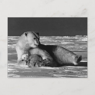 Cartão Postal Vintage USA Alaska mãe urso polar