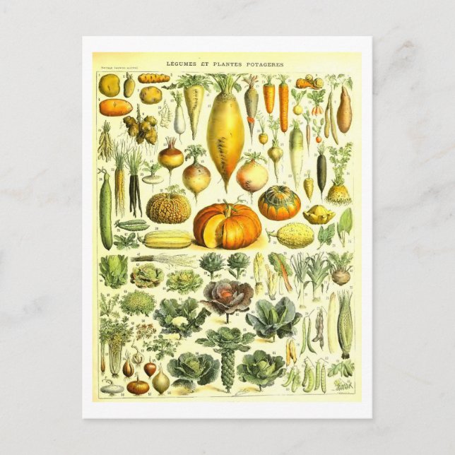 Cartão postal Vintage Vegetable Botanical Illustra (Frente)