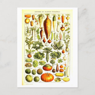 Cartão postal Vintage Vegetable Botanical Illustra