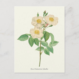 Cartão Postal Vintage White e Yellow Rose Botanic Impressão
