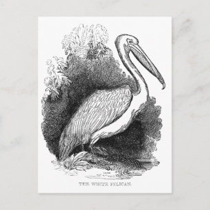 Cartão Postal Vintage White Pelican