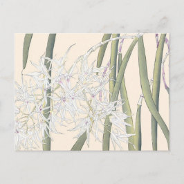 Cartão Postal Vintage White Spider Orchid Art
