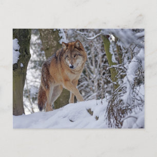 Cartão Postal Vintage Winter Wolf