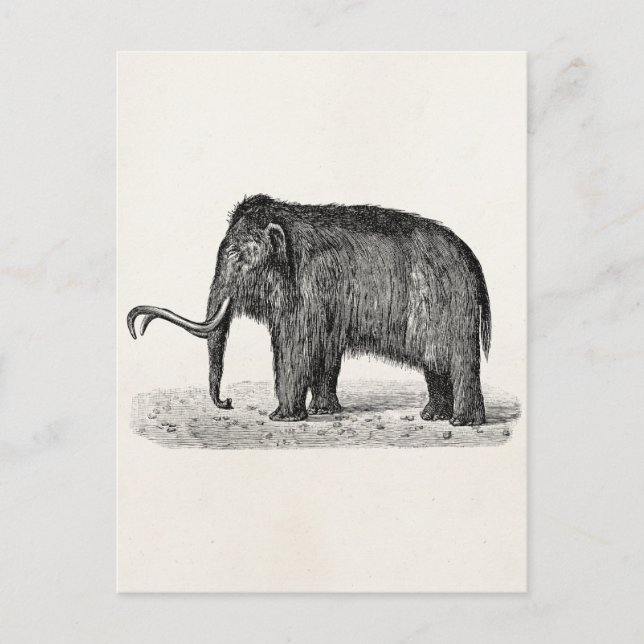Cartão Postal Vintage Wooly Mammoth Ilustração Wooly Mammoths (Frente)