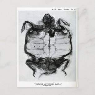 Cartão Postal Vintage X-Ray da Tartaruga