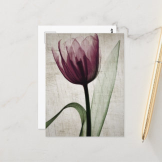 Cartão Postal Vintage X-Ray Tulip