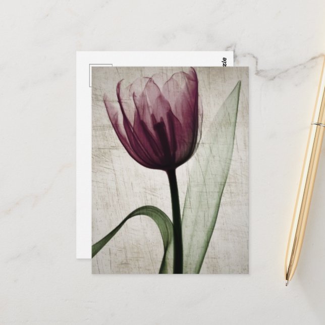 Cartão Postal Vintage X-Ray Tulip (Frente/Verso In Situ)