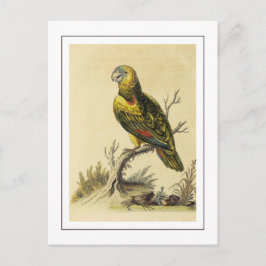 Cartão Postal Vintage Yellow Billed Amazon Parrot Bird