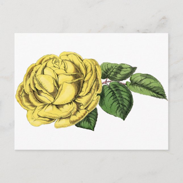 Cartão Postal Vintage Yellow Rose (Frente)